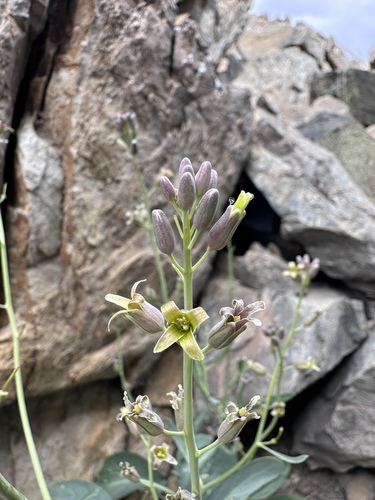 Caulanthus glaucus