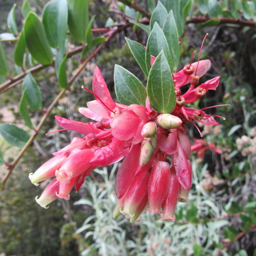 Cavendishia bracteata