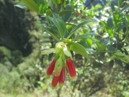 Cavendishia bracteata