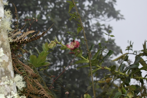 Cavendishia nitida