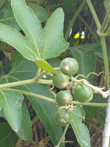 Cayaponia podantha