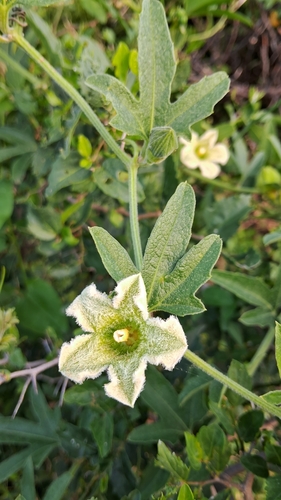 Cayaponia podantha