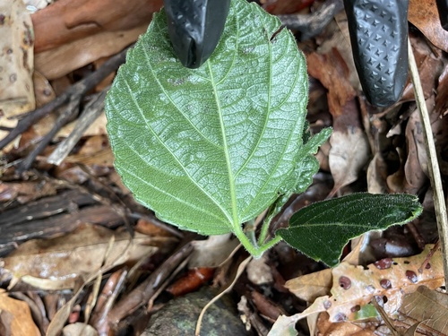 Cayratia eurynema