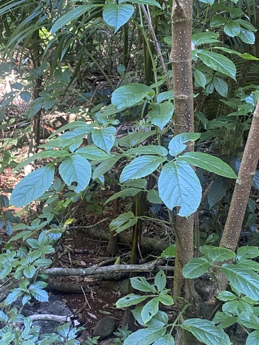 Cayratia eurynema