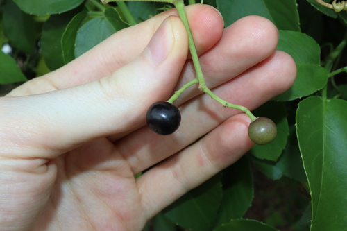 Cayratia maritima
