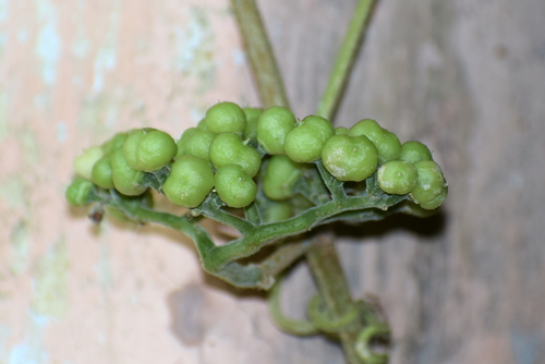 Cayratia pedata