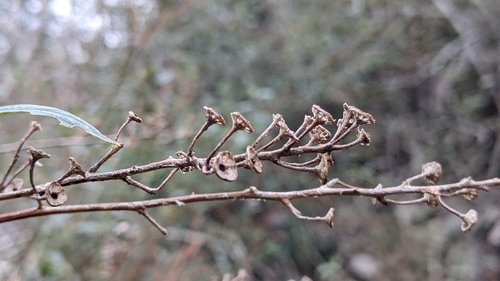 Ceanothus integerrimus