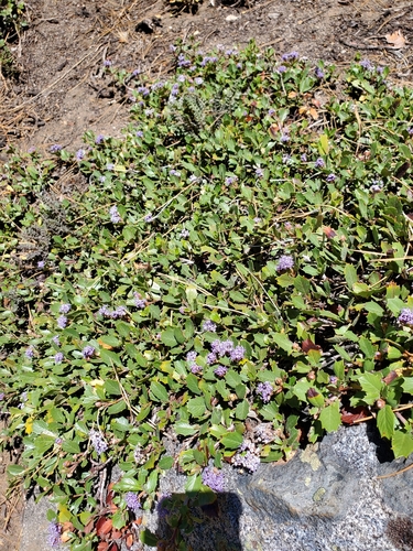 Ceanothus prostratus
