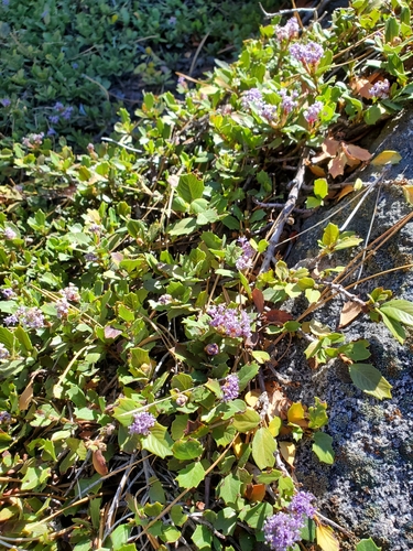 Ceanothus prostratus