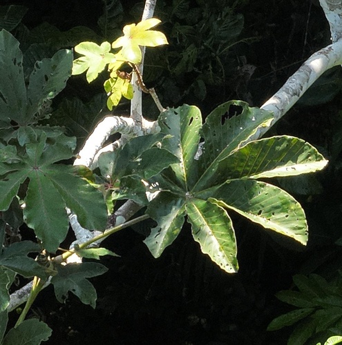 Cecropia distachya