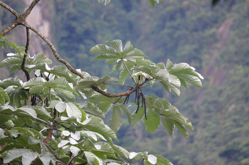 Cecropia hololeuca