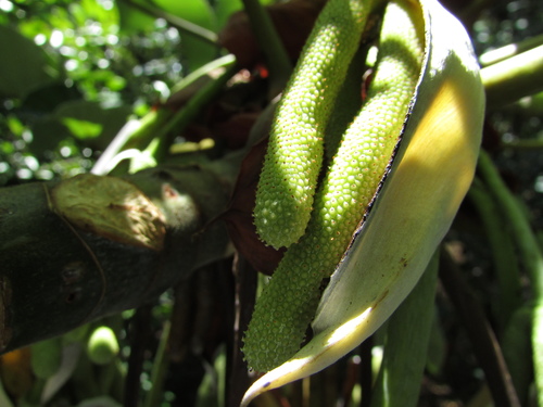 Cecropia palmata