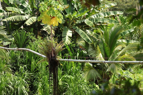 Cecropia peltata