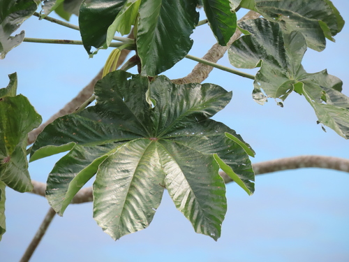 Cecropia pittieri