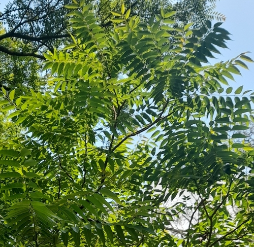 Cedrela angustifolia