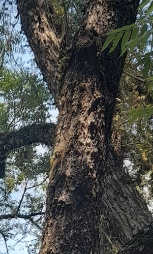 Cedrela angustifolia