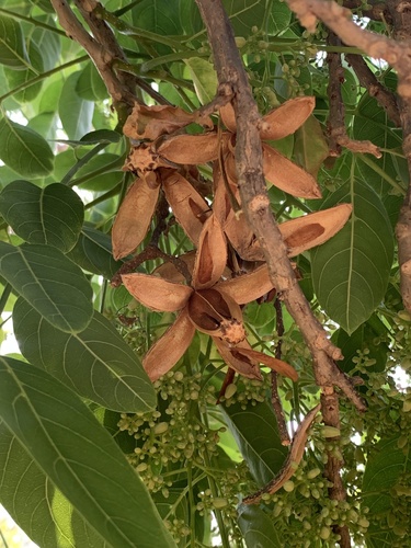 Cedrela odorata