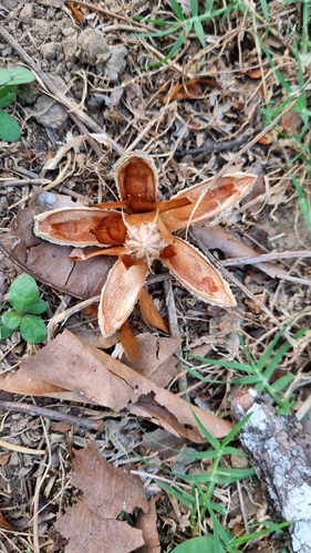 Cedrela odorata