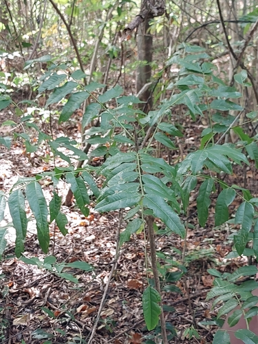Cedrelopsis grevei
