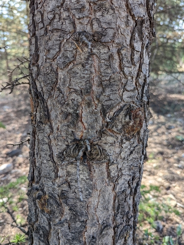 Cedrus libani