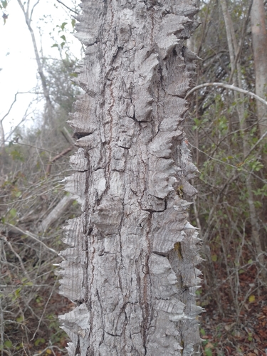 Ceiba schottii