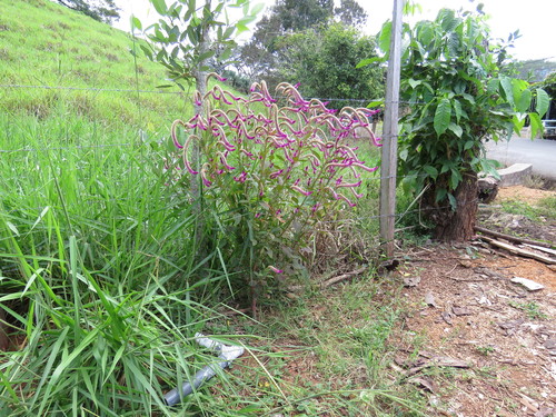 Celosia argentea