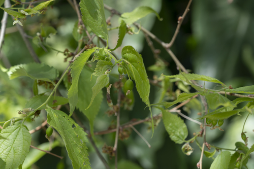 Celtis australis