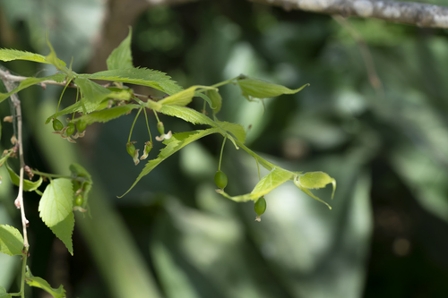 Celtis australis