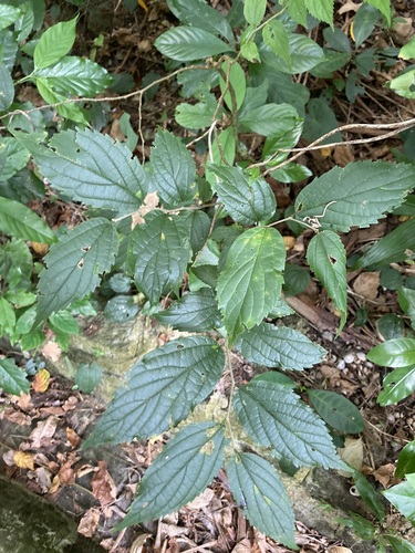 Celtis boninensis
