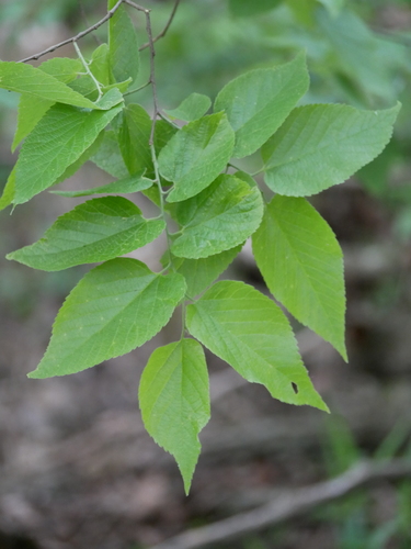 Celtis occidentalis