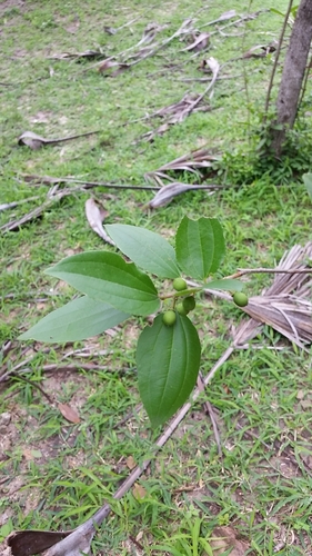 Celtis philippensis