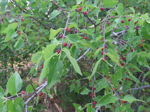 Celtis reticulata