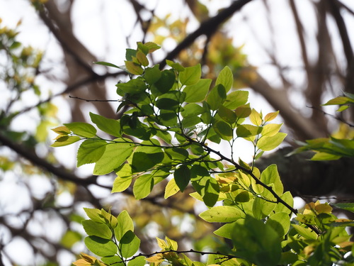Celtis sinensis