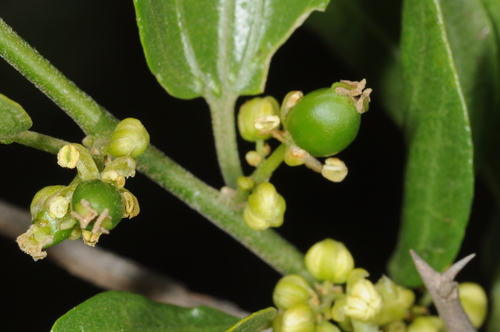 Celtis tala