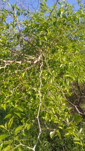 Celtis tala
