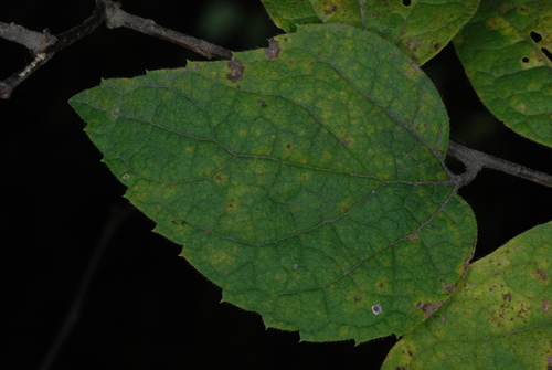 Celtis tenuifolia