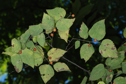 Celtis tenuifolia