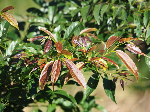 Celtis tetrandra