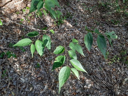 Celtis trinervia