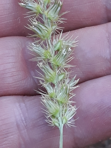 Cenchrus biflorus