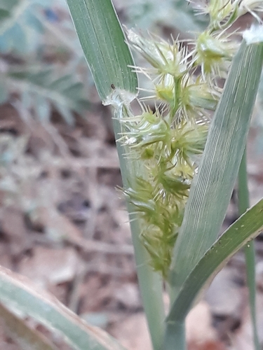 Cenchrus biflorus