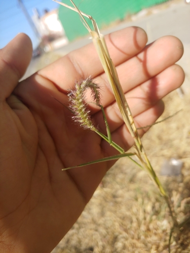 Cenchrus ciliaris