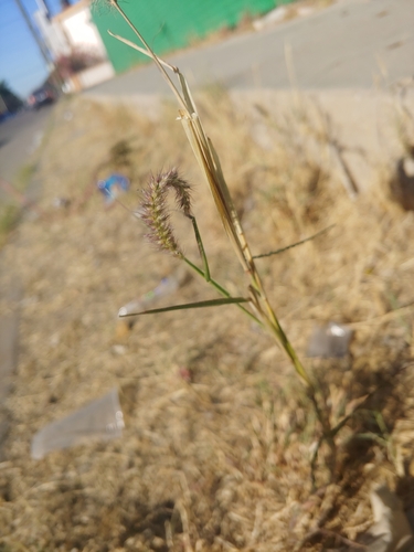 Cenchrus ciliaris