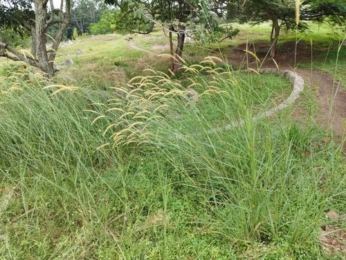 Cenchrus polystachios