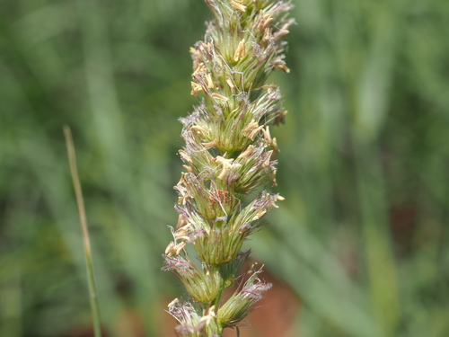 Cenchrus setigerus