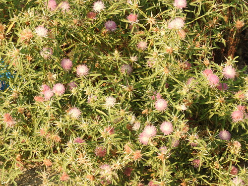 Centaurea iberica