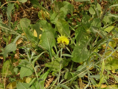 Centaurea nicaeensis