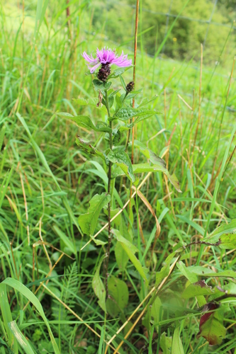 Centaurea nigrescens