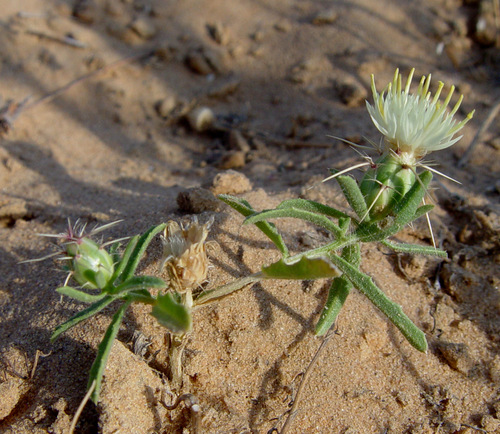 Centaurea pallescens