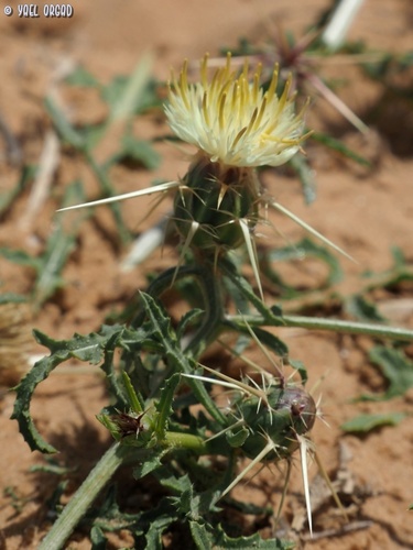 Centaurea pallescens